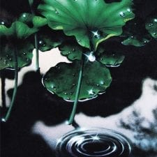 Lily Pond